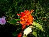 DSCF0055.JPG